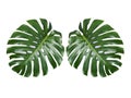 Two Tropical jungle Monstera leaves isolated, Swiss Cheese Plant, isolated on white background Royalty Free Stock Photo