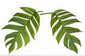 Two tropical jungle Monstera leaves isolated, Swiss Cheese Plant Royalty Free Stock Photo