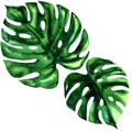 Two tropical large green leaf of exotic monstera isolated, watercolor illustration on white
