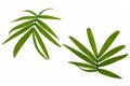 Two tropical leaves