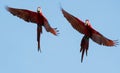 Two tropical Red and Green Macaw in flight in bright sunlight Royalty Free Stock Photo