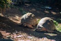 Two tropical tortoises chilling in the sun