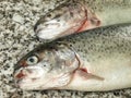 Two trouts, closeup Royalty Free Stock Photo