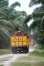 Two trucks loaded with oil palm fruits bunches in the plantation. Royalty Free Stock Photo