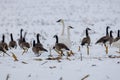 Two Trumpeter Swans Cygnus buccinator and Canada Geese Branta canadensis feeding in a snow covered corn field Royalty Free Stock Photo