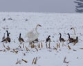Two Trumpeter Swans Cygnus buccinator and Canada Geese Branta canadensis feeding in snow Royalty Free Stock Photo