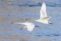 Two trumpeter Swans in flight Royalty Free Stock Photo