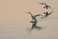 Two trumpeter swans land on the calm waters of Saanich Inlet at sunset Royalty Free Stock Photo