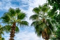Two trunks of palm trees with leaves on the background of a blue cloudy sky - bottom view. Natural tropical background with exotic Royalty Free Stock Photo