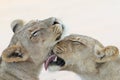 Two trusting Lioness grooming and licking