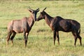 Two Tsessebe Antelopes Royalty Free Stock Photo