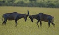 Two Tsessebe, Damaliscus lunatus lunatus, antelope, locking horns Royalty Free Stock Photo