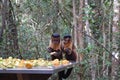 Two tufted capuchin monkeys