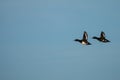 Two Tufted Ducks Aythya fuligula in flight