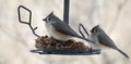 Two Tufted Titmouse birds at feeder