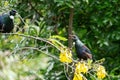 Tui birds (Prosthemadera novaeseelandiae) singing at each other on a kowhai tree Royalty Free Stock Photo