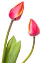 Two tulip flowers isolated on a white background Royalty Free Stock Photo