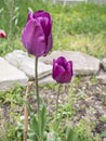 Two tulip flowers with varying length in purple. Royalty Free Stock Photo