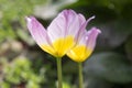 Two tulipa saxatilis lilac wonder in bloom