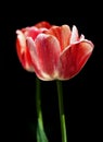 Two tulips Royalty Free Stock Photo