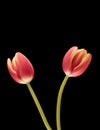 Two tulips