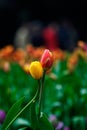 Two tulips Royalty Free Stock Photo