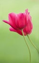 Two Tulips Royalty Free Stock Photo