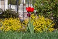 Two tulips blooming on the grass Royalty Free Stock Photo