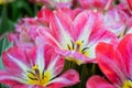 Pink tulips bright spring flowers Royalty Free Stock Photo