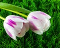 Two tulips on green grass Royalty Free Stock Photo