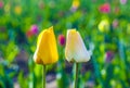 Two tulips in harmony symbolizing Royalty Free Stock Photo