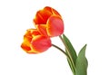 Two tulips isolated on white background Royalty Free Stock Photo