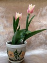 Two tulips on pot