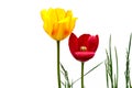 Two tulips red and yellow against a light wall close-up. Beautiful flowers on a stalk among the grass. Royalty Free Stock Photo
