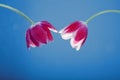 Two tulips are sensitive to the petals