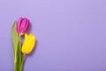 Two tulips on violet paper background Royalty Free Stock Photo