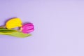 Two tulips on violet paper background Royalty Free Stock Photo