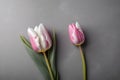 two tulips, white and pink, Gray background