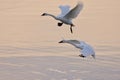 Two tumpeter swans coming in to land on the sunset-pink waters of Patricia Bay Royalty Free Stock Photo