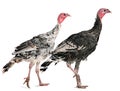 Two turkey Royalty Free Stock Photo