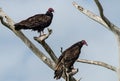 Two Turkey Buzzards Looking at You Royalty Free Stock Photo