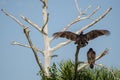 TWO TURKEY BUZZARDS IN A TREE Royalty Free Stock Photo