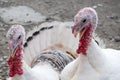 Two turkey hens Royalty Free Stock Photo