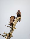 Two Turkey Vultures sitting on a dead tree Royalty Free Stock Photo