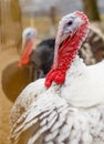 Two turkeys with red beaks and white feathers Royalty Free Stock Photo