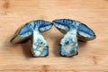 Two turned blue halves of an edible mushroom Gyroporus cyanescens lie on a cutting board. Royalty Free Stock Photo