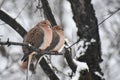 Two Turtle Doves Perched on a Branch Royalty Free Stock Photo