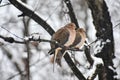 Two Turtle Doves or Mourning Doves Royalty Free Stock Photo