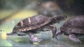 Two turtle friends watching in a hug. Two turtles are fighting in the aquarium Royalty Free Stock Photo