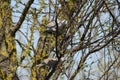 Two turtledoves on the branches of an apricot